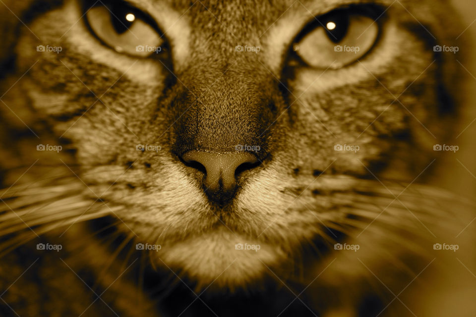cat kitten sepia whiskers by sicksaint77