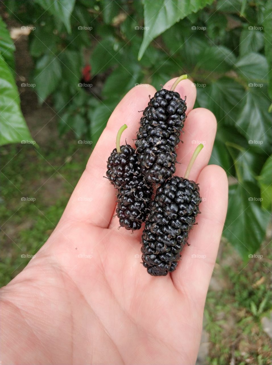 black mulberry on palm