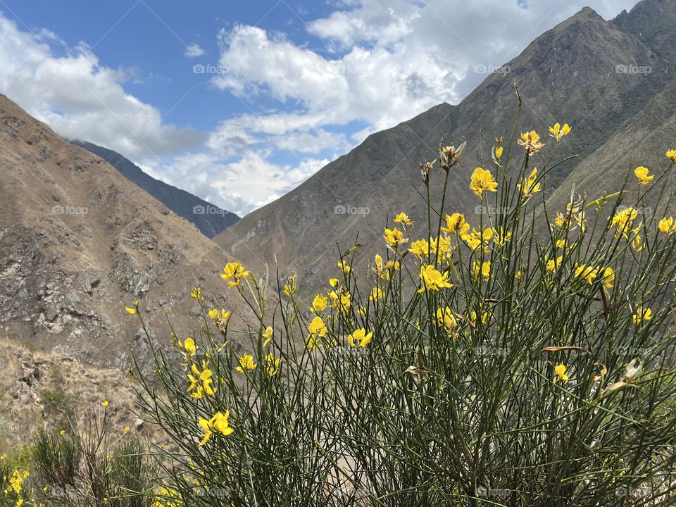 Inca Trail Blooms