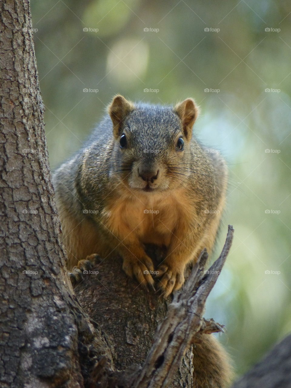 Squirrel in tree