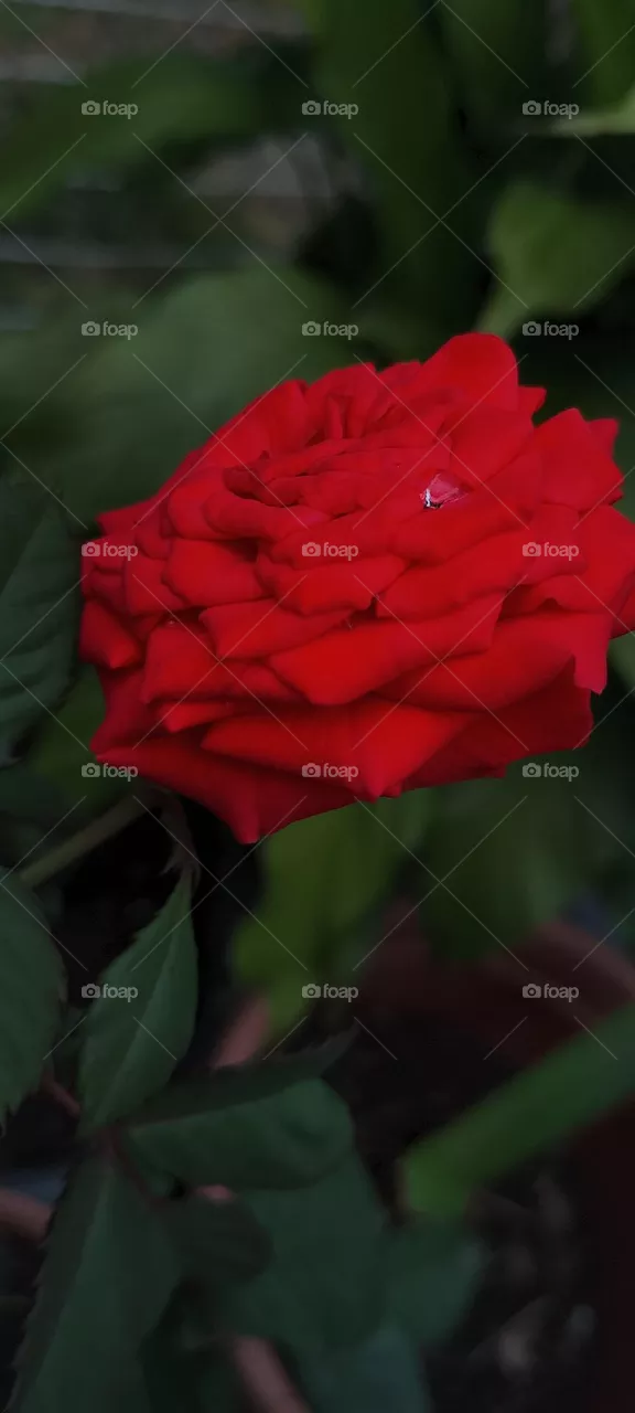 🌹 red roses