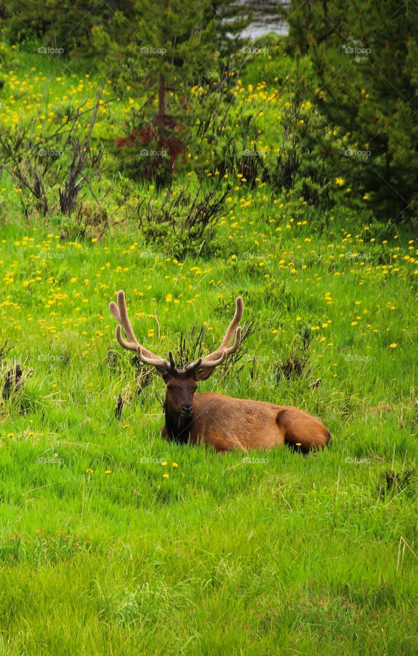 beautiful brown colour deer