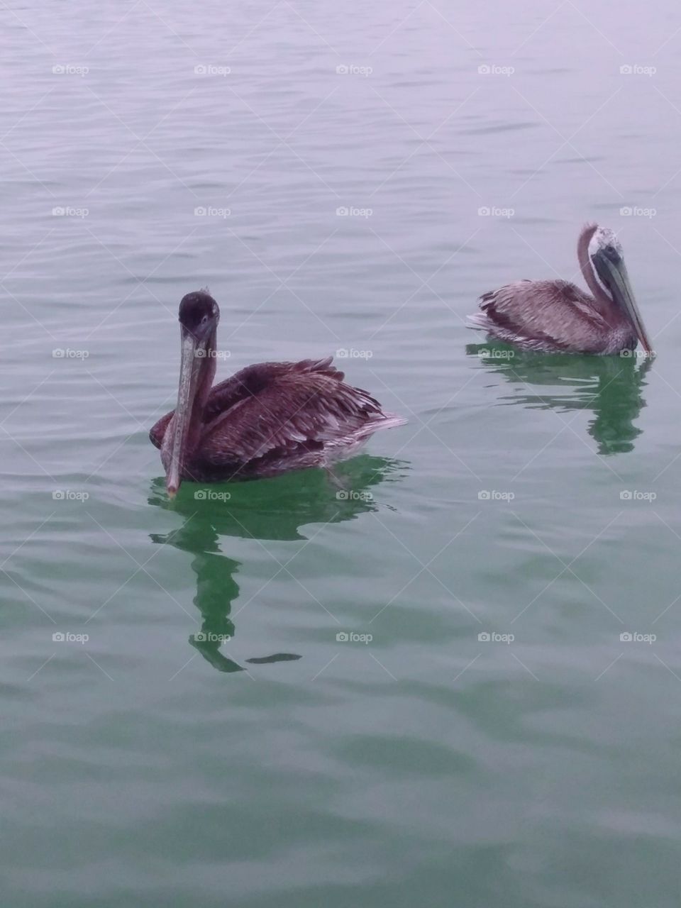 sea ​​ducks