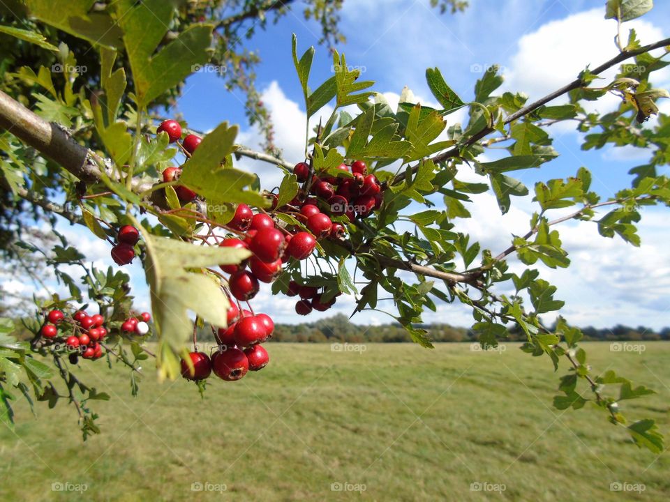 Hawthorn tree, berry for the birds, nice closeup, UK