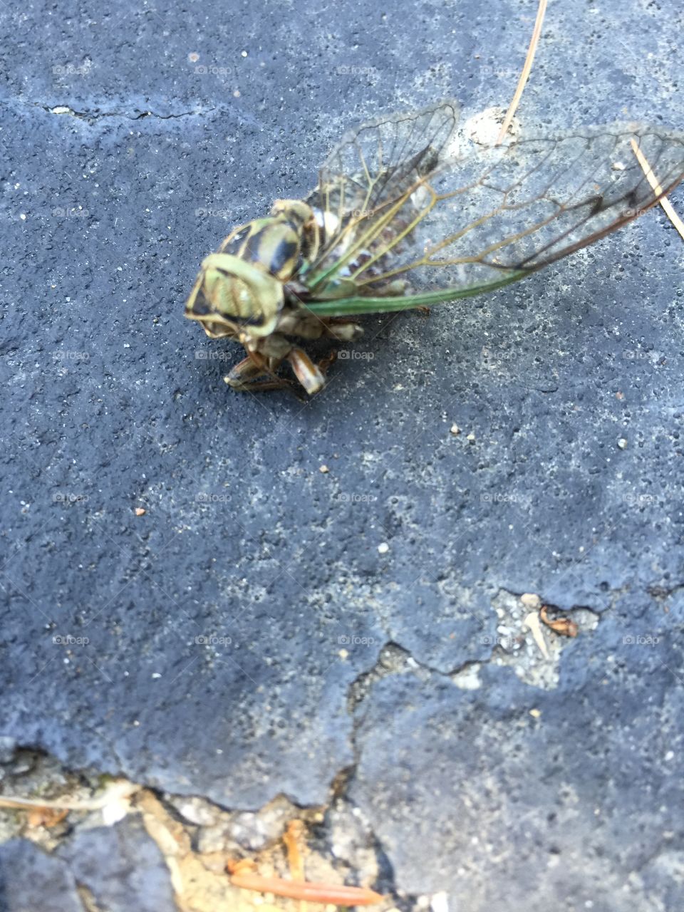 Cicada