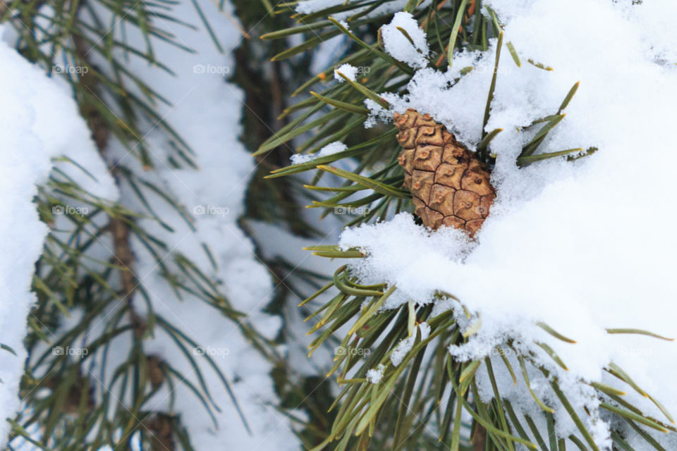 pine branch in snow