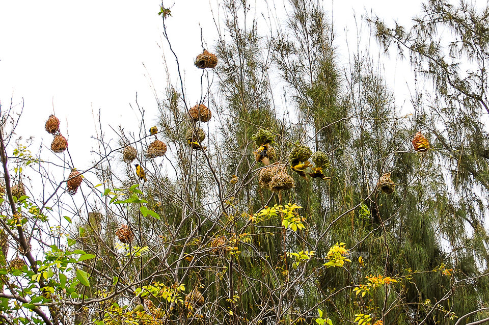 Nesting yellow birds in La Réunion