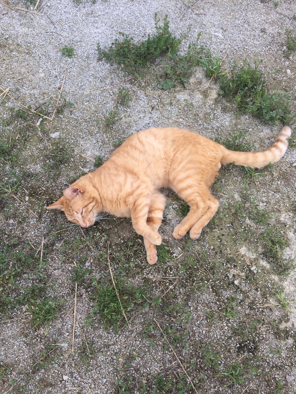 Orange cat . Very friendly and very much alive!