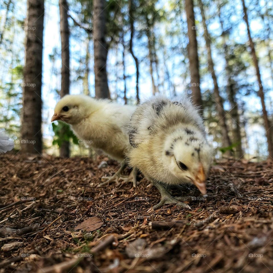Week old chickens exploring and foraging the forest.