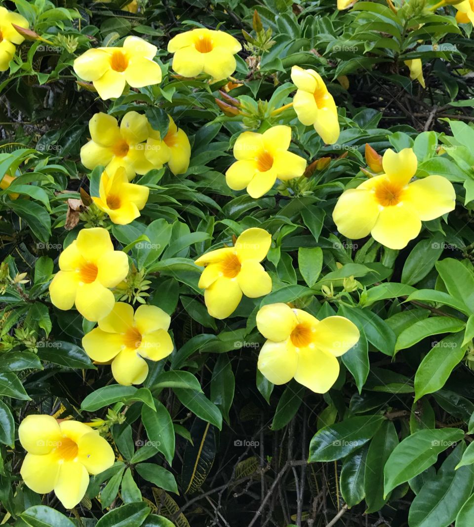 Blooming yellow flowers 