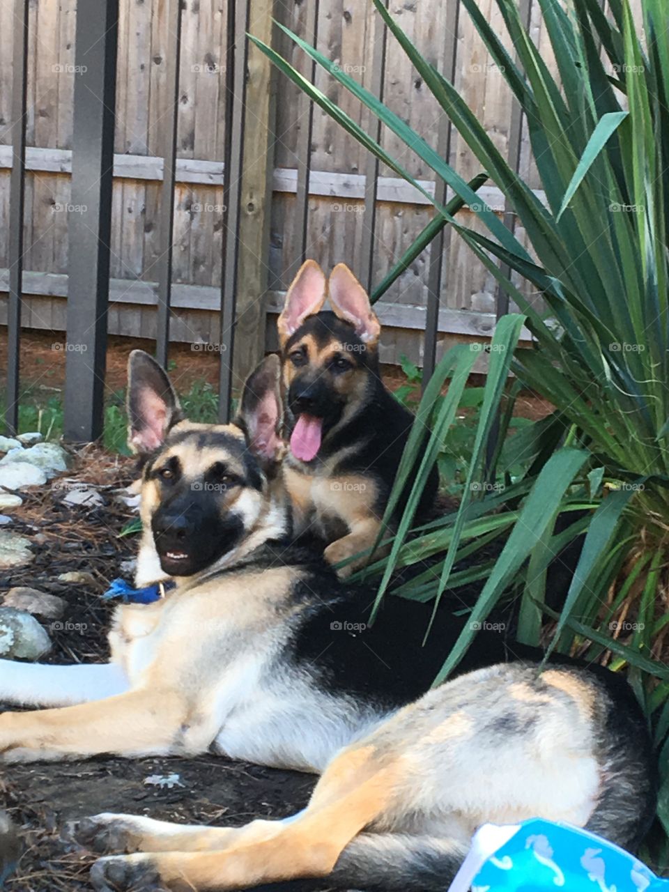 Make and Female Companion GSD
Puppies!
