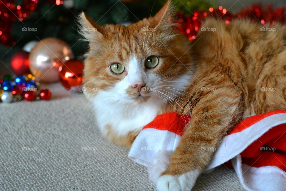 cat and Christmas decorations winter holiday