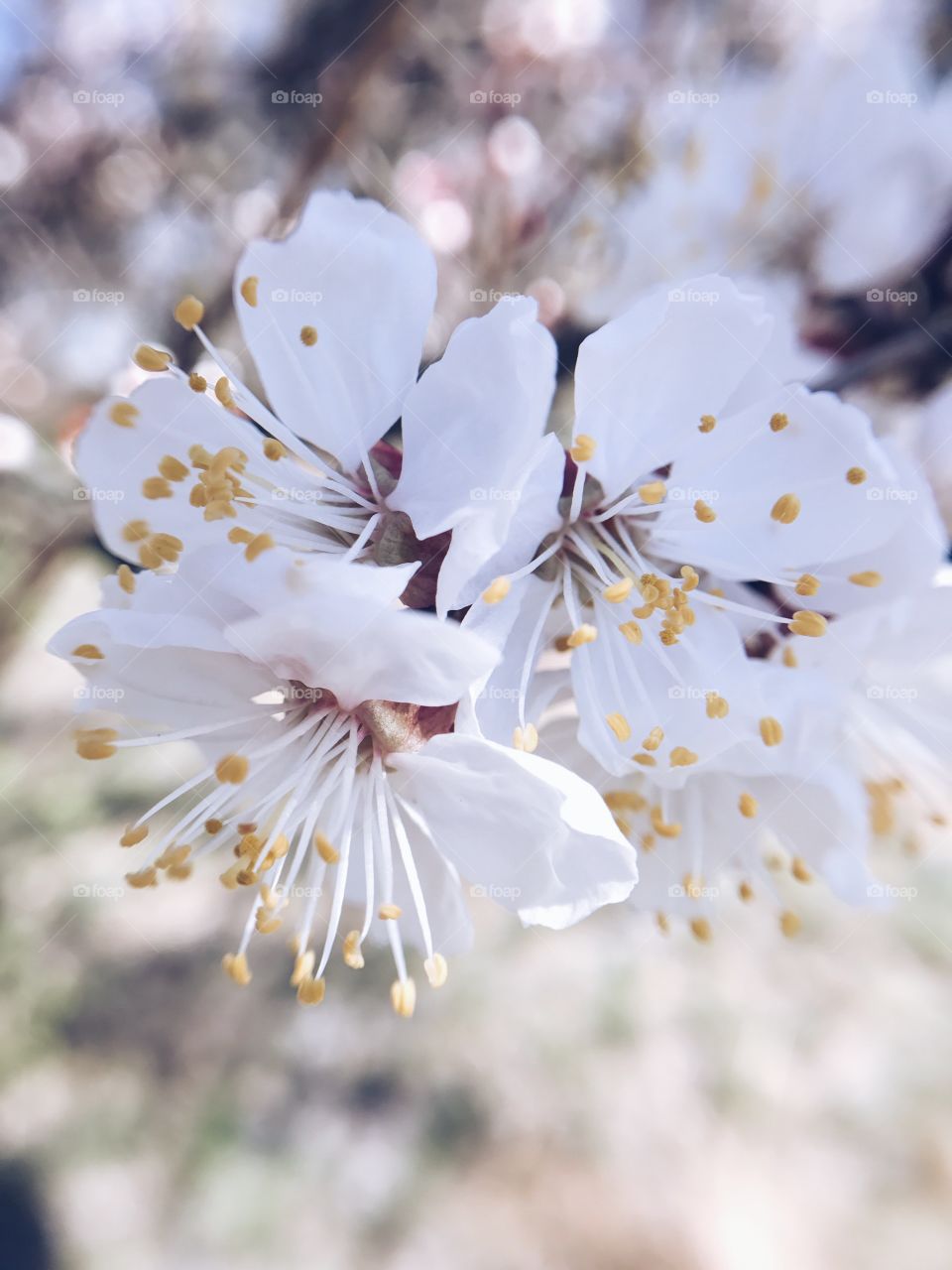 Cherry blossom in spring