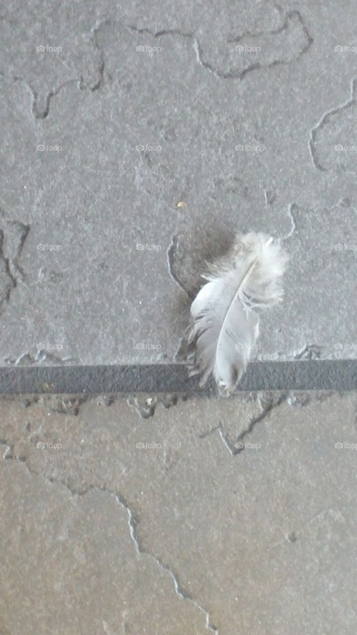 Feather on the floor
