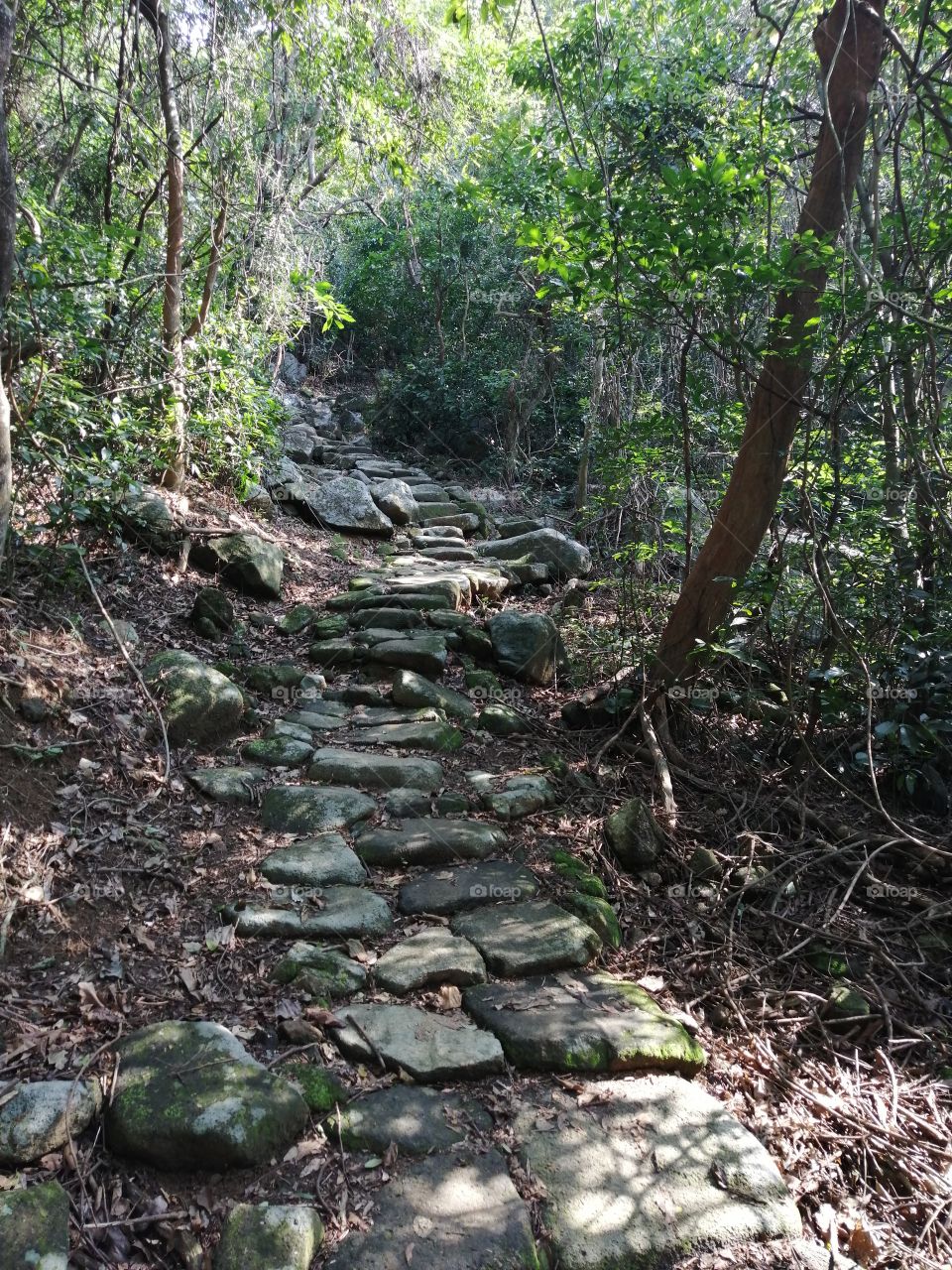 An ancient and mysterious path up a wooded mountain. Sacred peace and beauty to cleanse the soul.