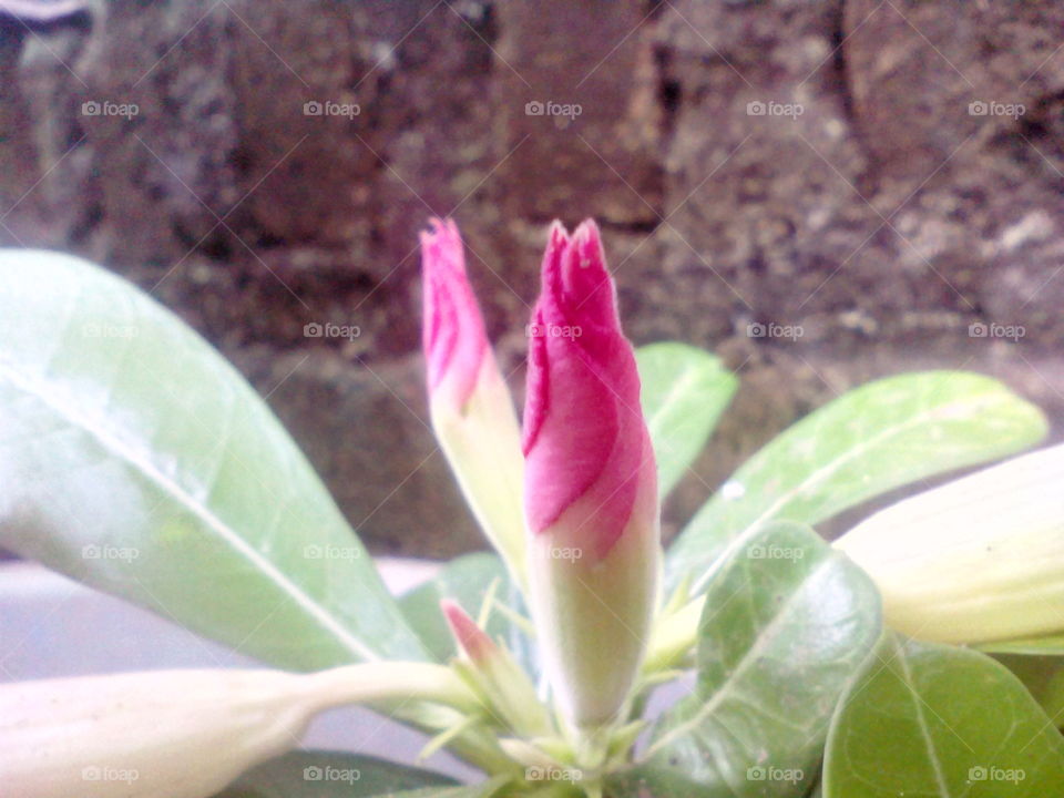 it is flower buds frangipani!!!!!