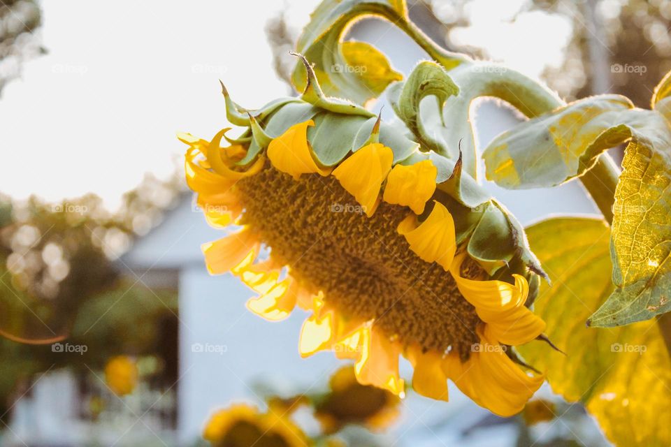 sunflowers in Ukrainian village