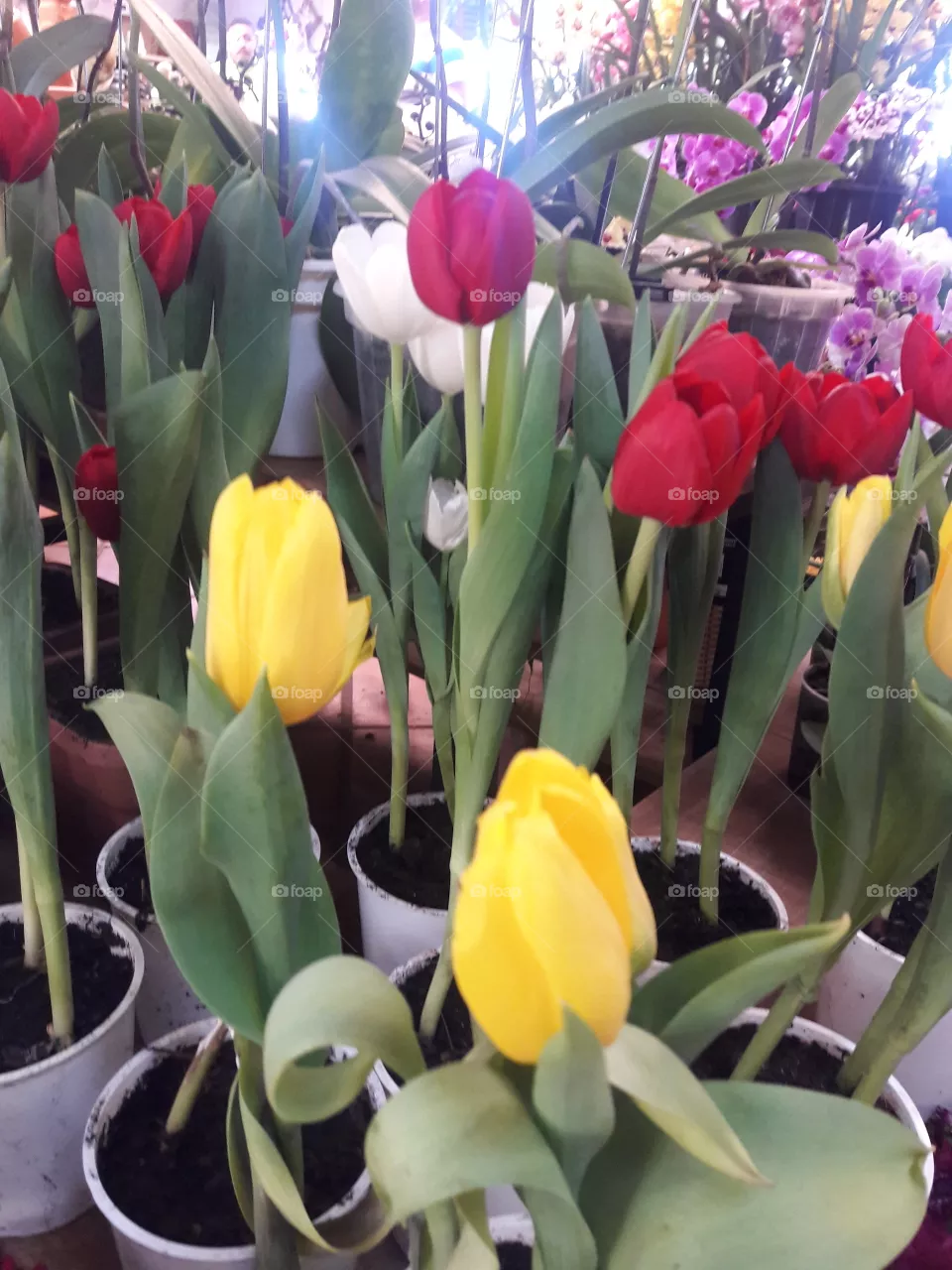 tulipas