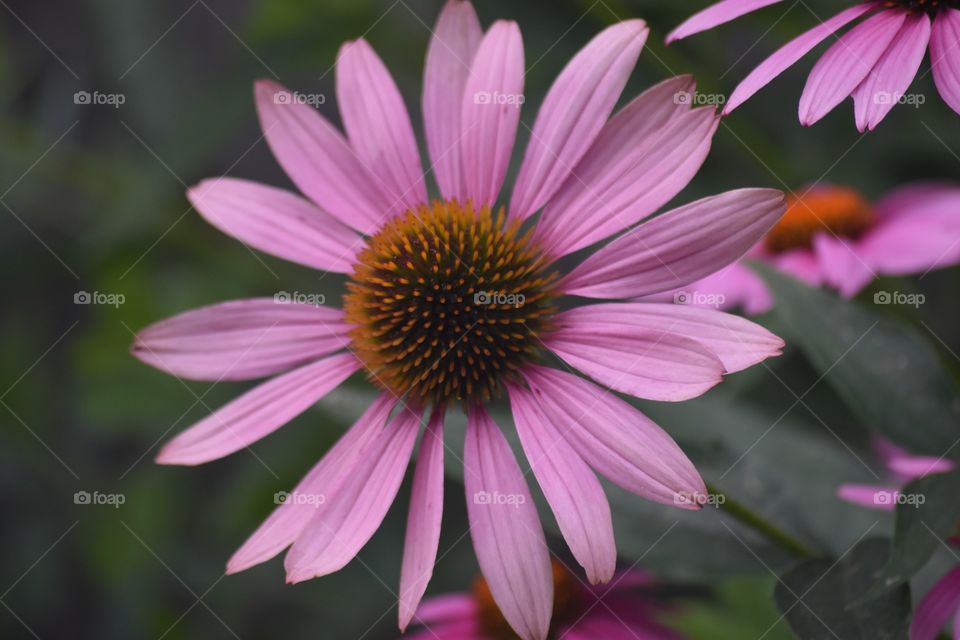 Flower, Nature, No Person, Flora, Garden