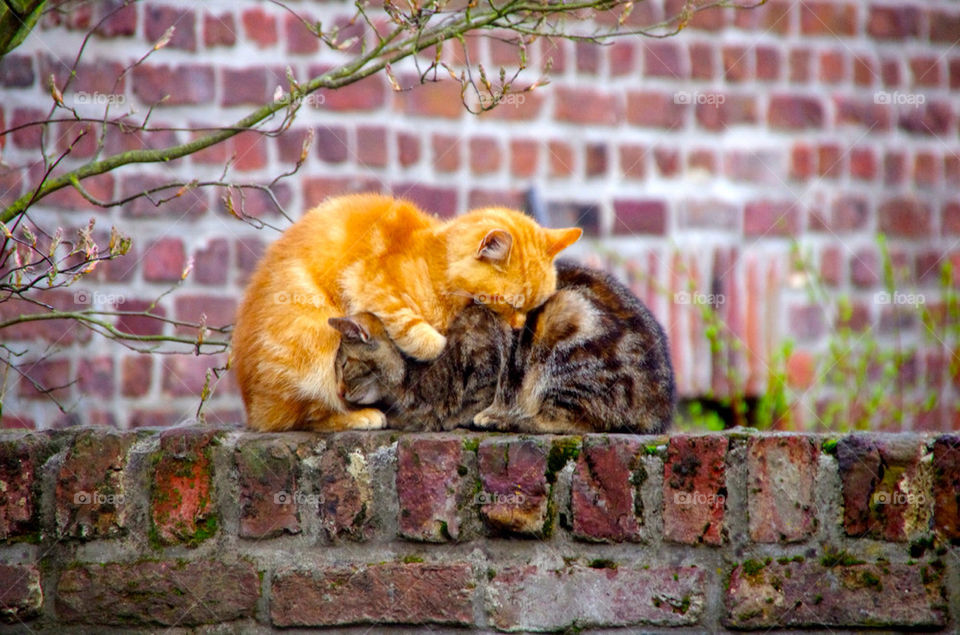 Two cat resting together