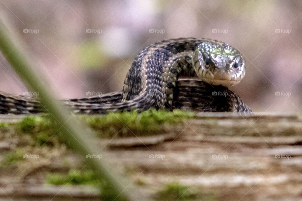 Foap, Wild Animals of the United States: A common garter snake says BACK OFF. Yates Mill County Park in Raleigh North Carolina. 