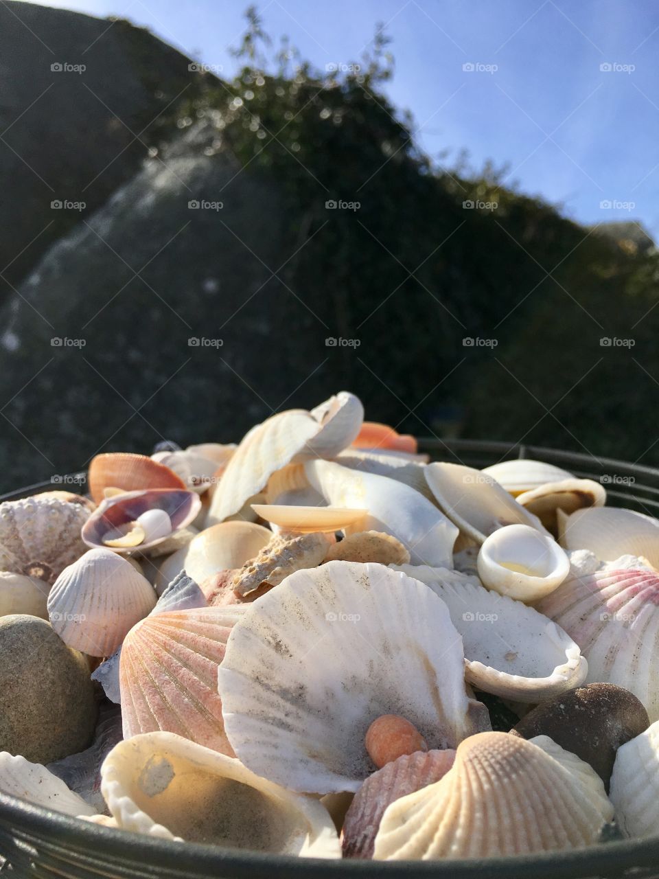 Sea shells