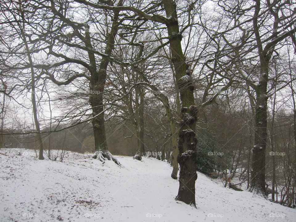 Winter, Snow, Tree, Weather, Cold