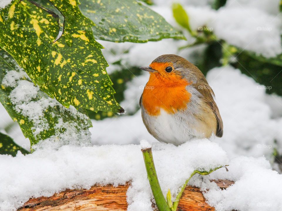 Robin on a snowy April