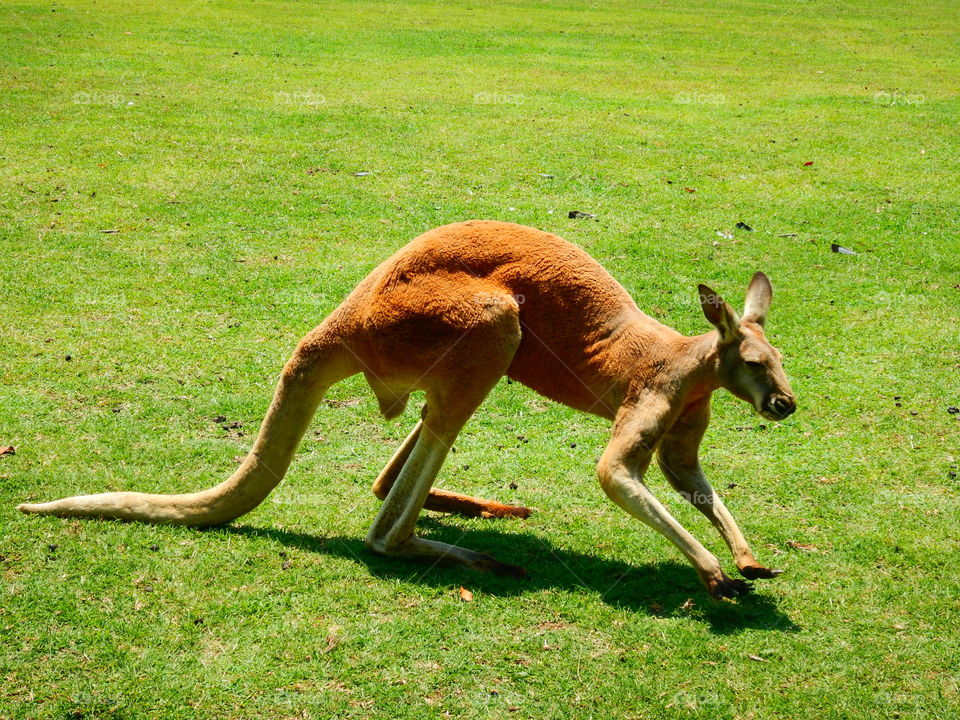 Kangaroo