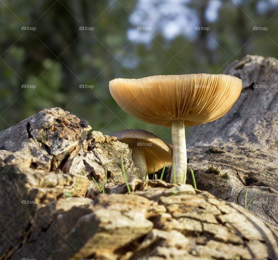 Brittlestem mushrooms growing from rotting wood