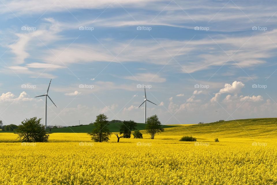 Wind power plant in a field of blooming yellow rape on a background of blue sky and white clouds