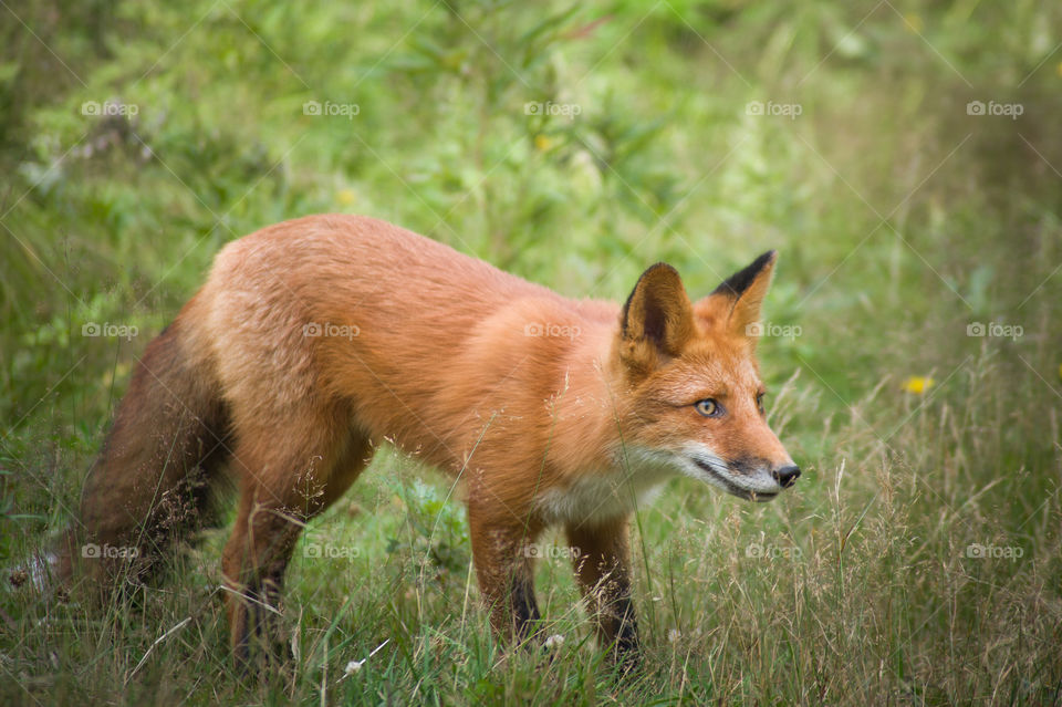 beautiful red wild fox in the forest