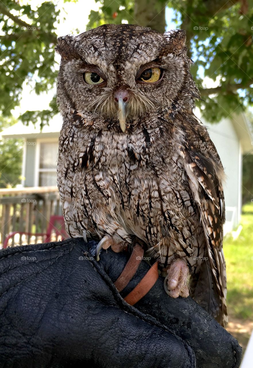 Front view of an owl