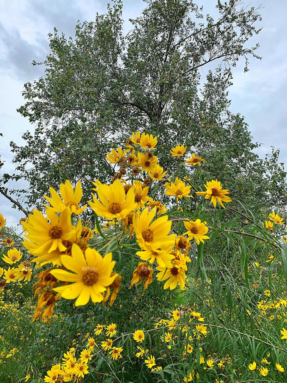 Yellow Flowers Photo 🌼