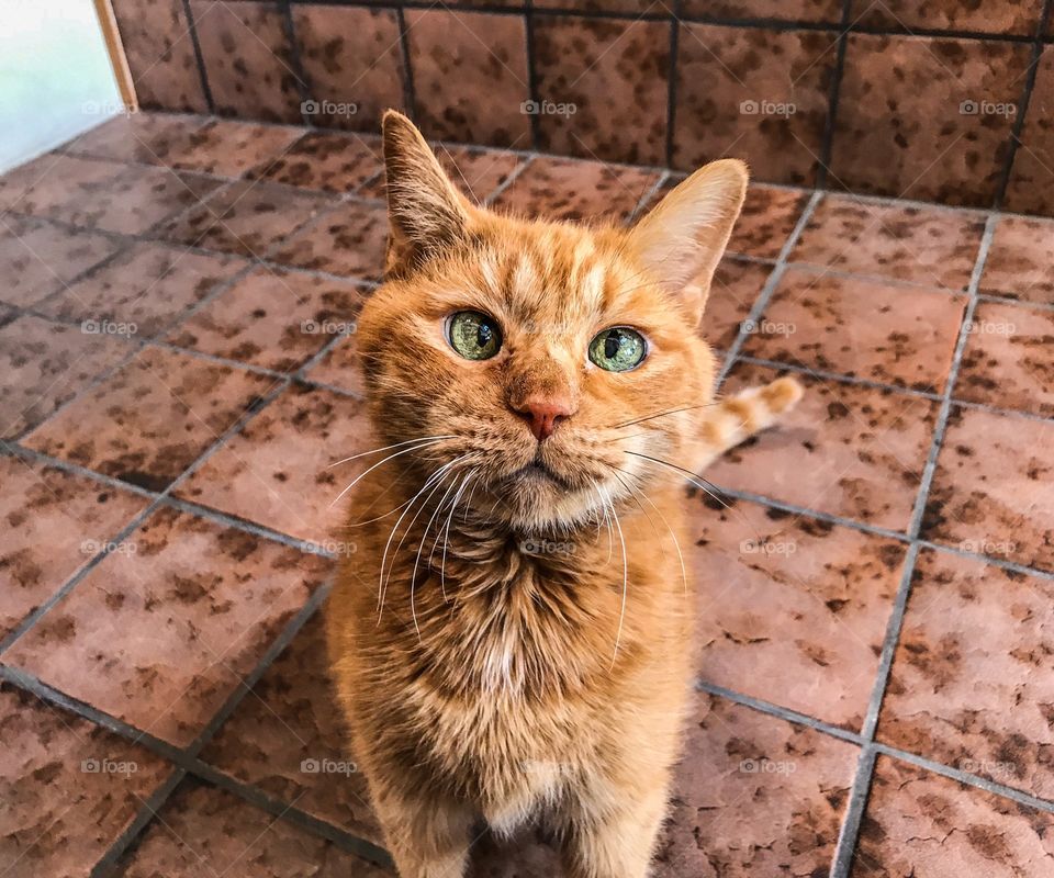 Cute ginger, cross eyed tabby cat sitting on tile flooring 