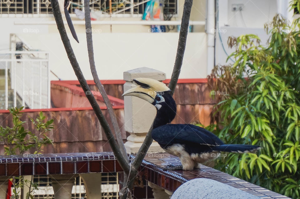 Wild and very interested Oriental pied hornbill. This one land next to me on the balcony and made me spill my coffee. Malacca, Malaysia