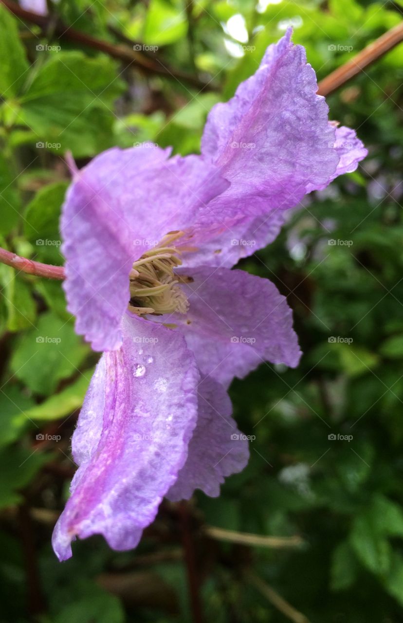 Flower in the rain