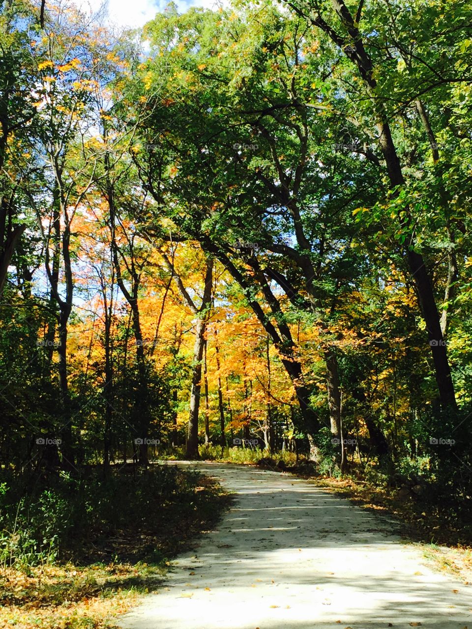 A Walk in the Park. Nothing like a relaxing walk through quiet woods with autumn's color sparkling.