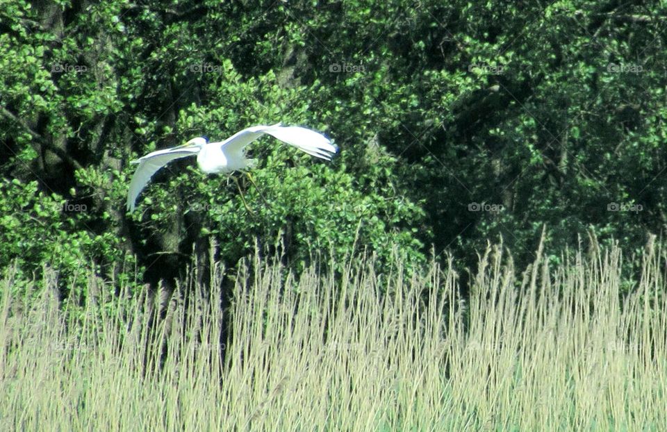 Egret taking flight amongst the long grass and shrubs