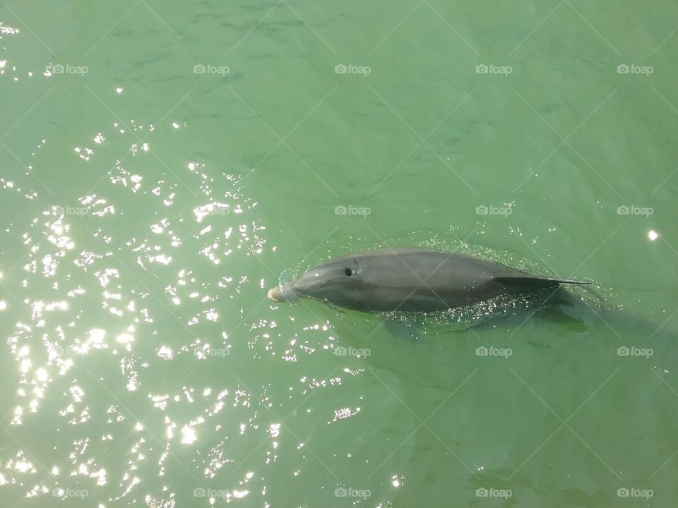 Dolphin fishing