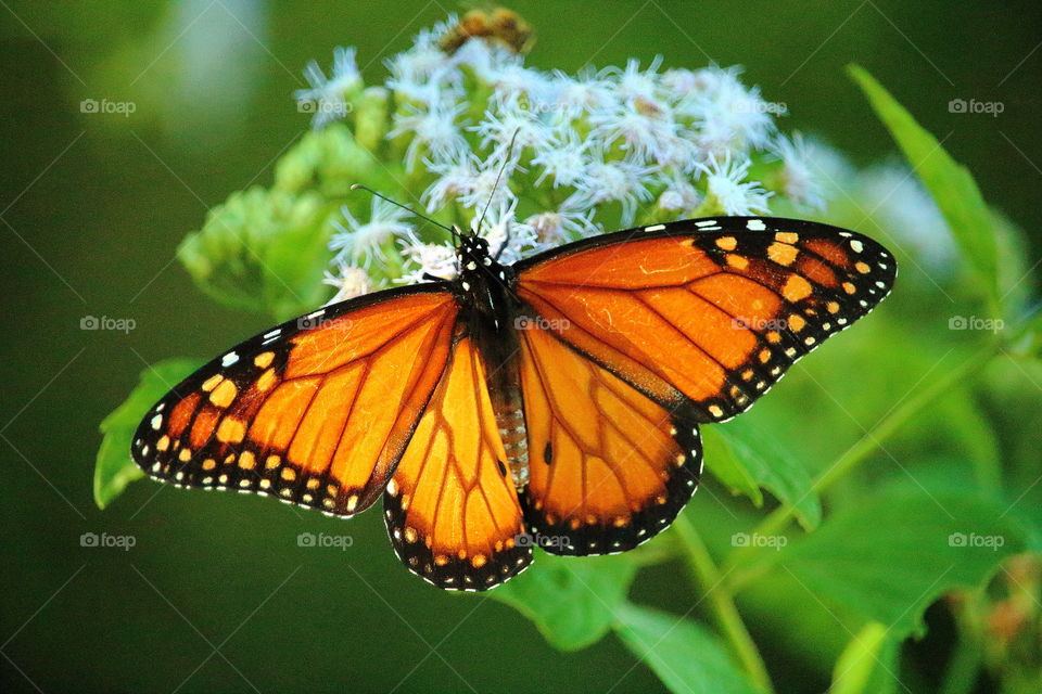 butterfly . butterfly pollinating flower