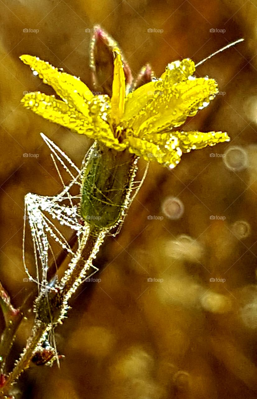 Nature, No Person, Insect, Invertebrate, Outdoors