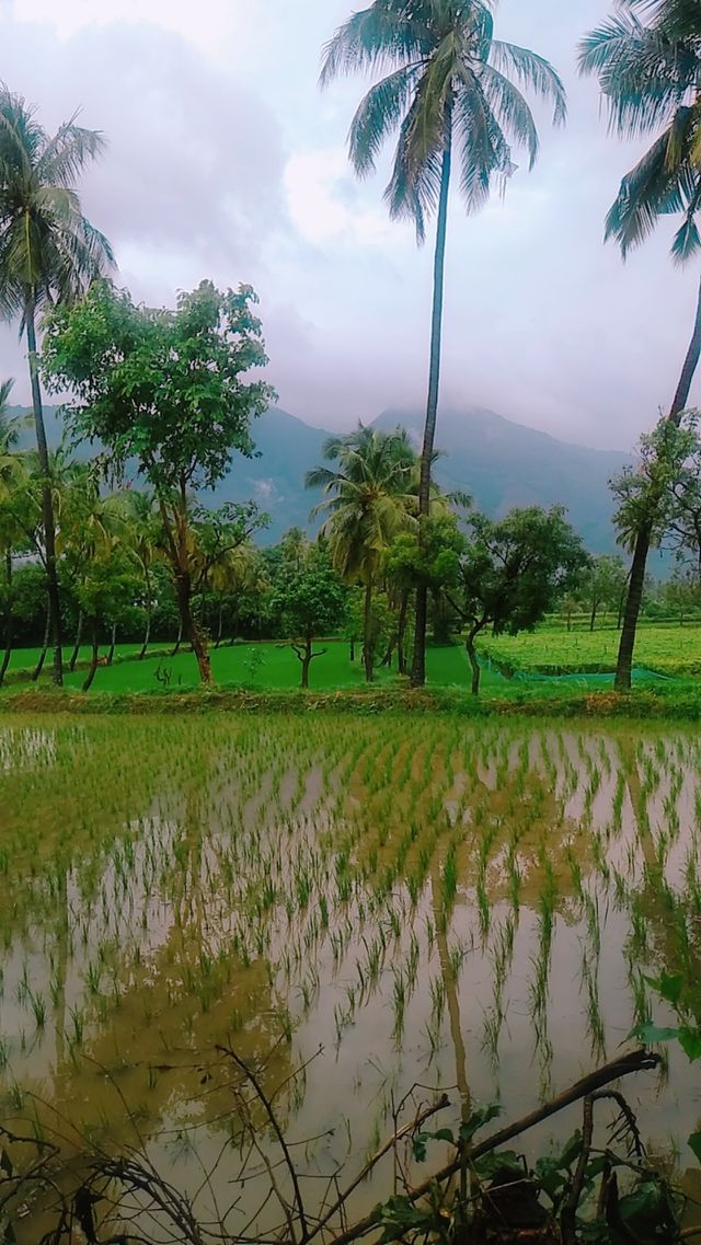 nature beauty