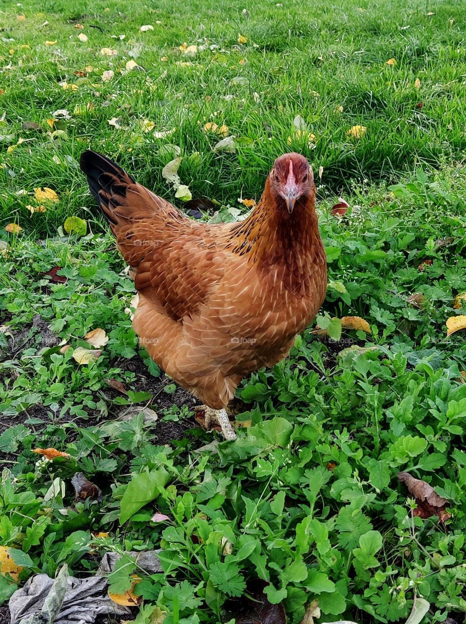 Hen in the garden