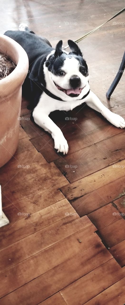 Adorable black and white French Bulldog puppy laying down with tongue out enjoying Summer on hardwood floor.