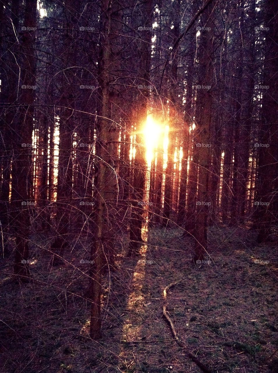 Forest Sunset