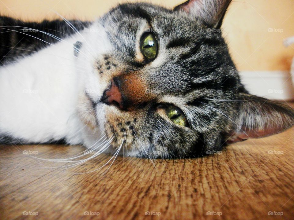 Alfie the cat, rolling around on the floor 😽