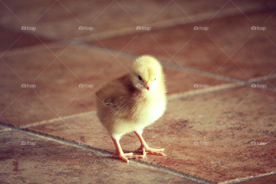 cute chick