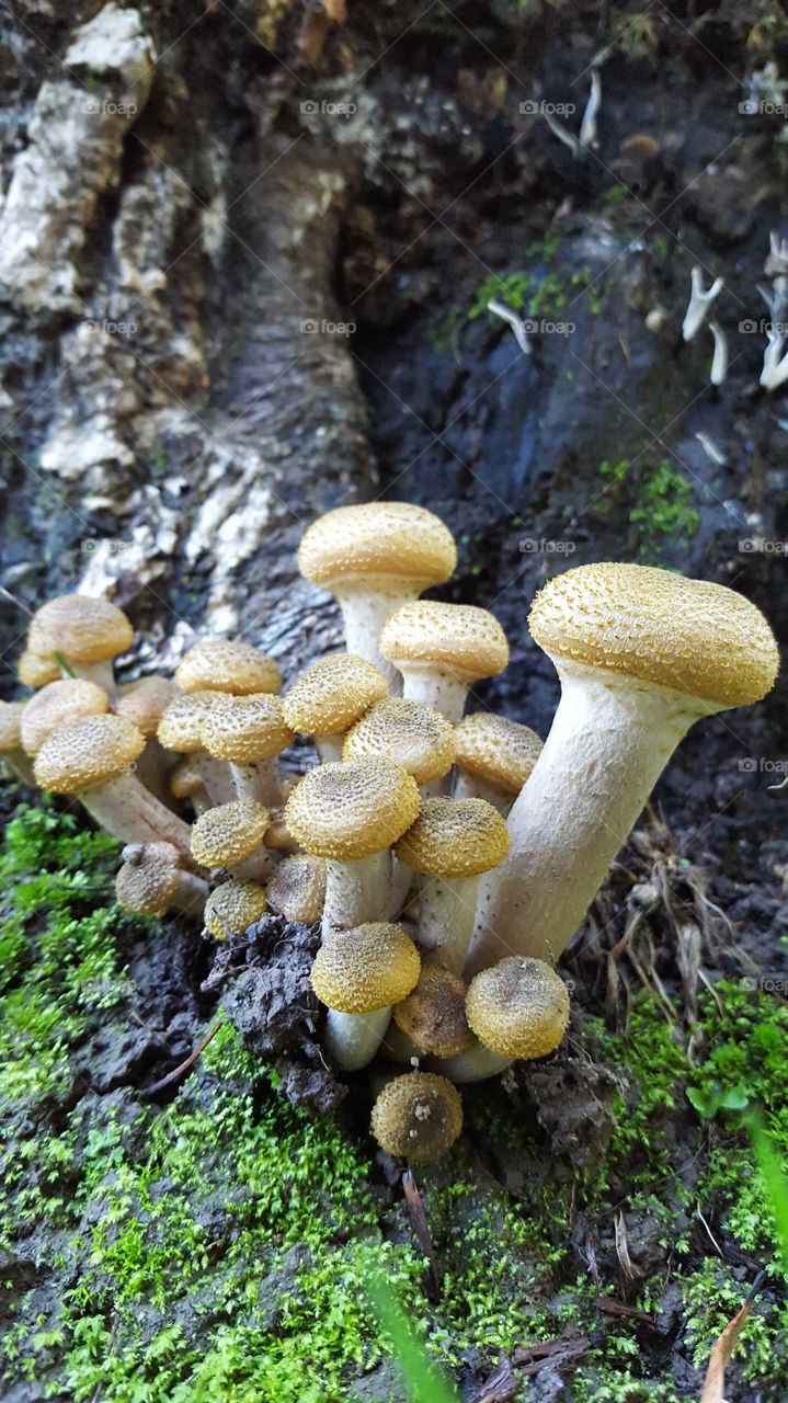 Mushrooms 4