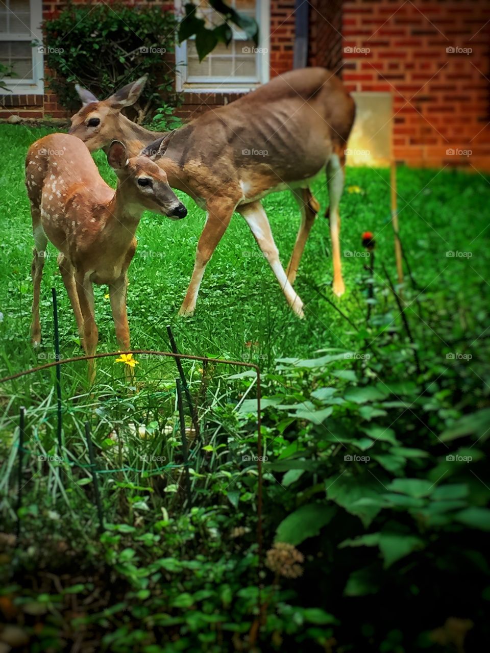 Two young deer exploring a garden with thick green grass and plants. 